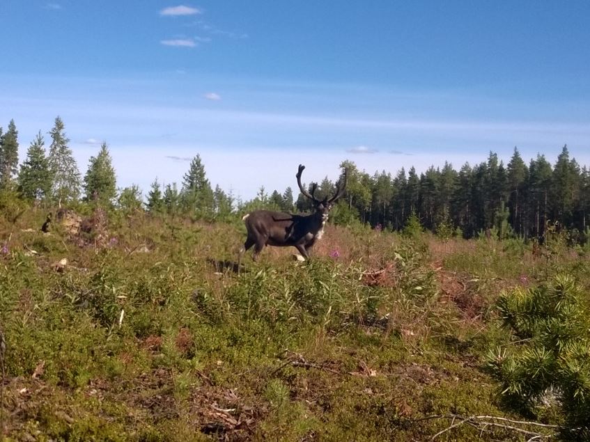 Kolumnini Rantalakeudessa: Hyvä naapurisopu edellyttää hyvää porohaittojen ehkäisyä